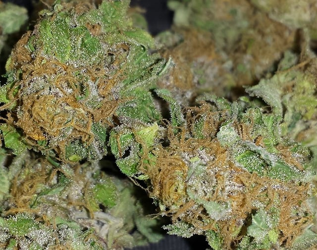Purple Kush - KFC - Indoor