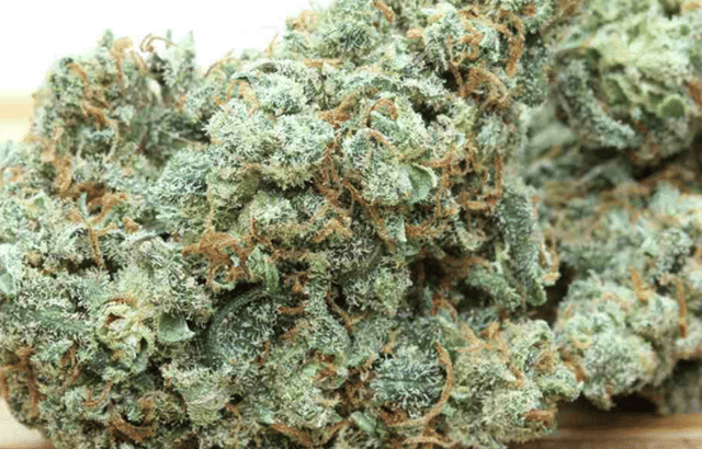 All Star Jack Herer
