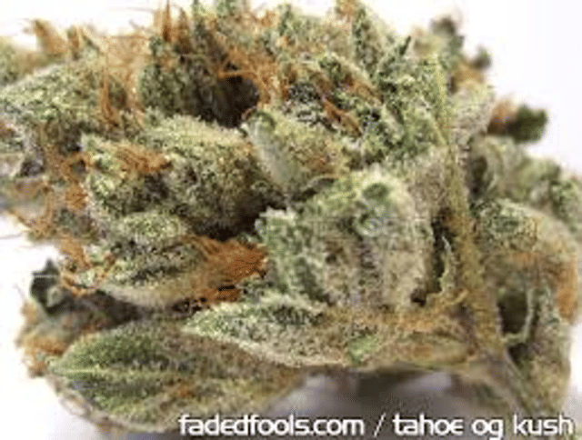 Tahoe OG