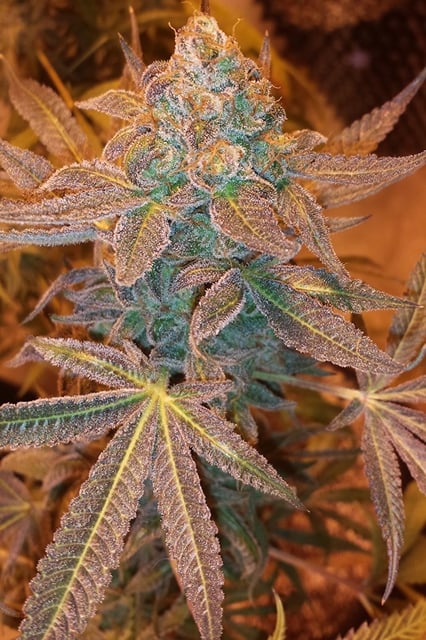 Clones - Must Order in Advance