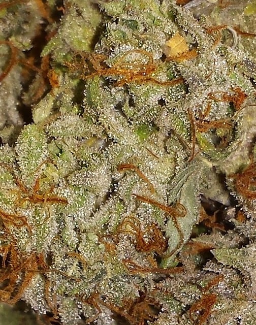 Granddaddy Purple (GDP) - DVF - Indoor
