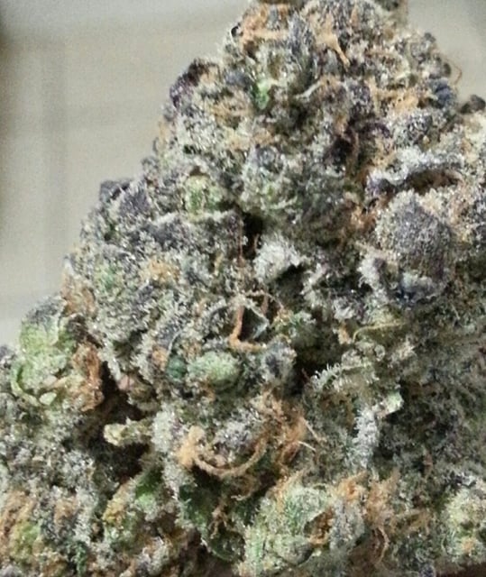 All Star Animal Cookies