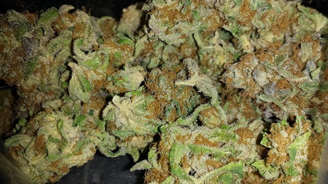 Bubba Kush - KFC - Indoor