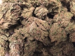 Ancient OG