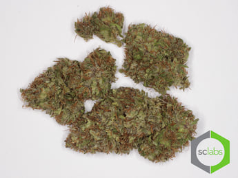 Blue Dream 0303