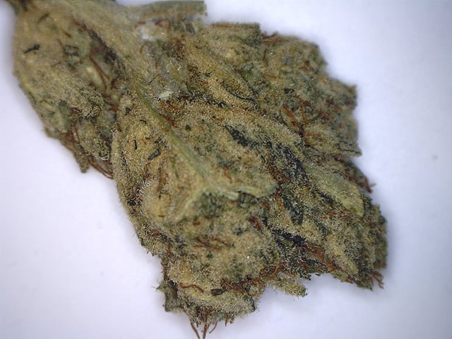 Red Congolese