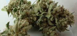 Gorilla Glue