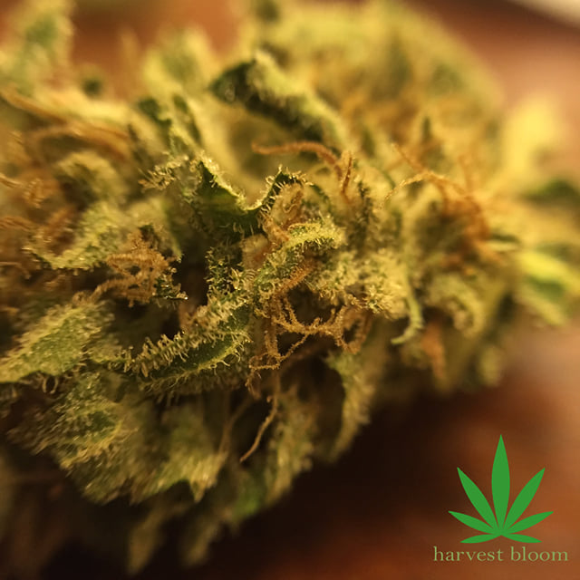 Critical Haze
