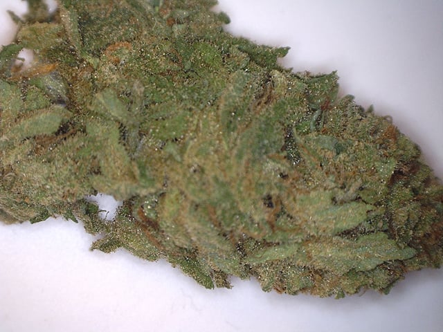 Bay Dream