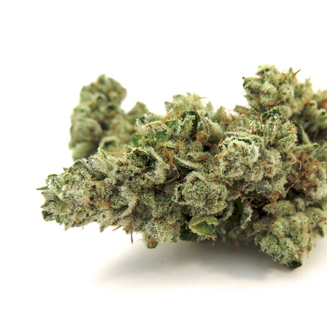 White Gorilla