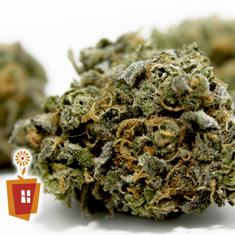 Boutique Blue Dream