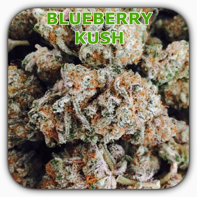 BLUEBERRY KUSH