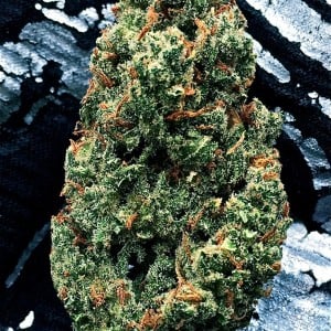 Premium Jack Herer 2012 Cannabis Cup Winner