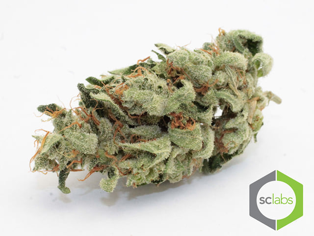 Mango Kush