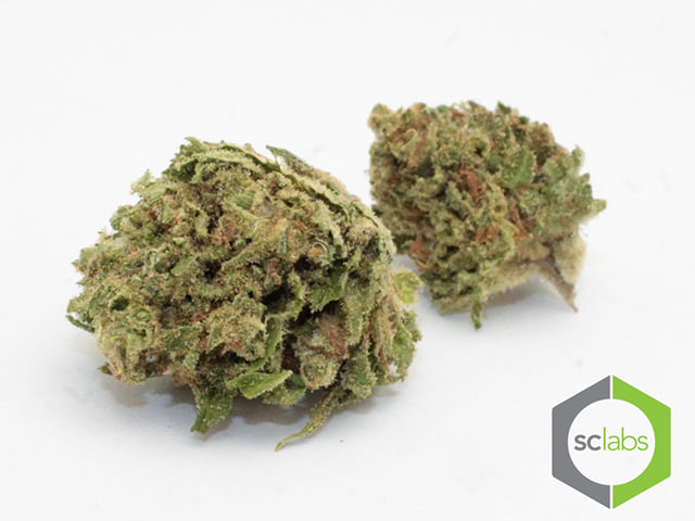 Pink Grapefruit