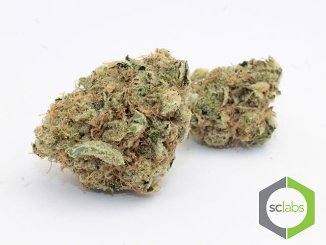 Chem Dawg