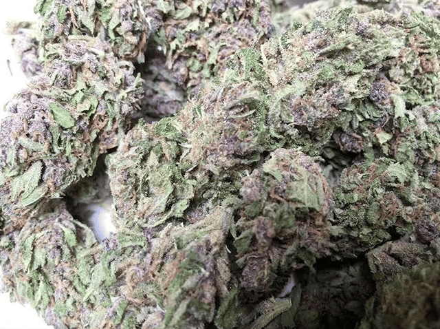 Purple Rain (Outdoor)