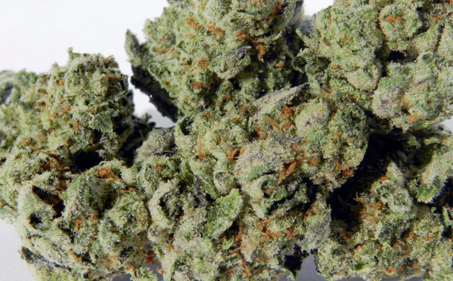 Girl Scout Cookies
