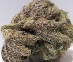 Blackberry Kush