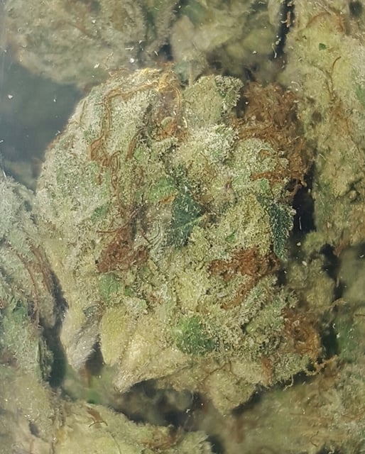 SFV OG
