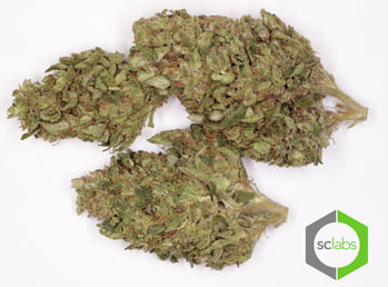 Sour Diesel OG 810