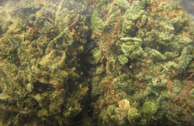 Tahoe OG
