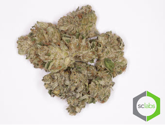 Girl Scout Cookies (HT)