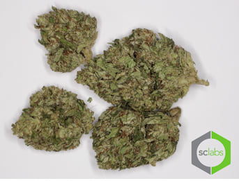 Salmon Creek OG (1001)