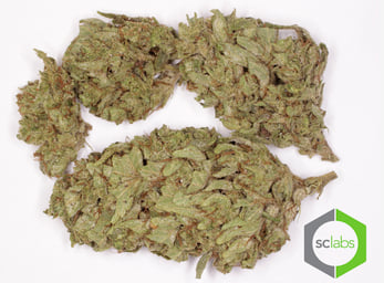 Gorilla Glue 809