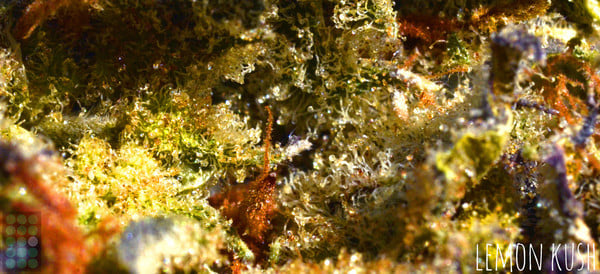 Lemon Kush