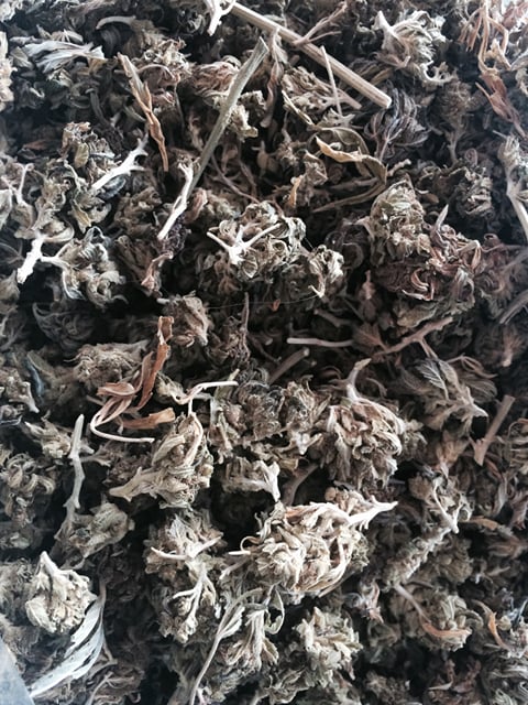 Sour OG C+ BUDS