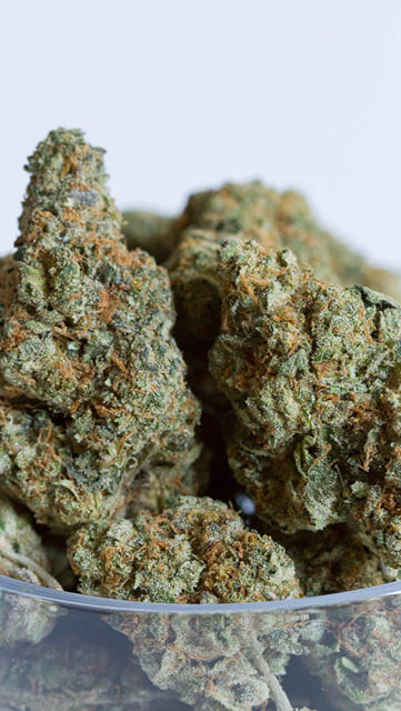 Girl Scout Cookies