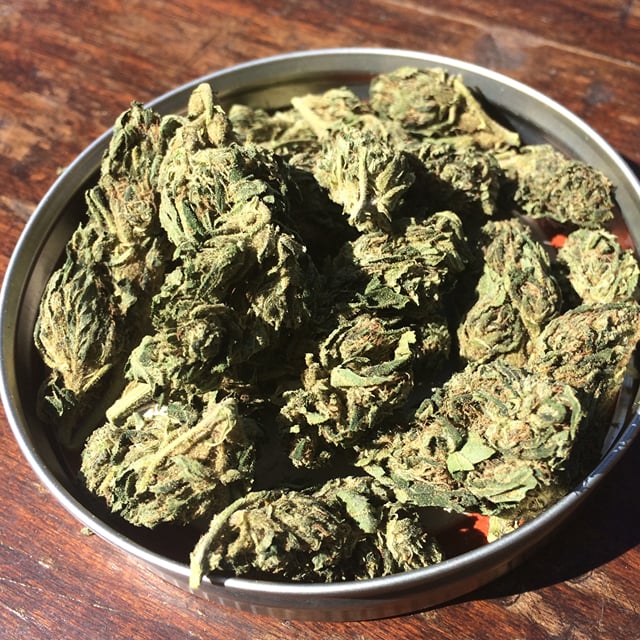 OG Kush - Organic and Sungrown