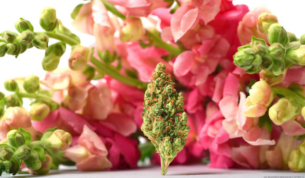 Sour Diesel