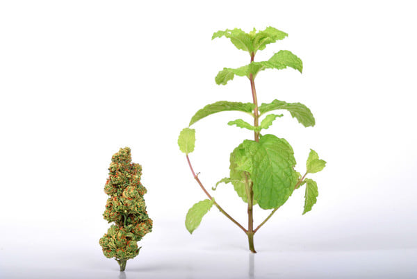 Thin Mint Girl Scout Cookies