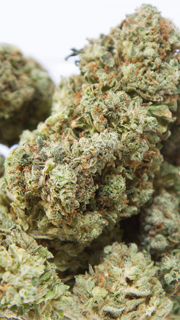Gorilla Glue #4