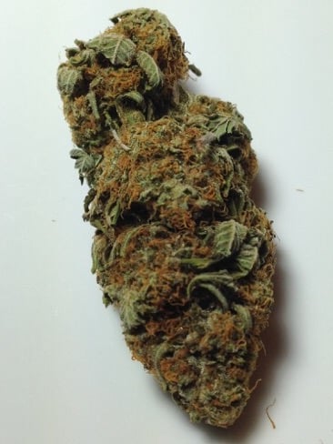 Girl Scout Cookies