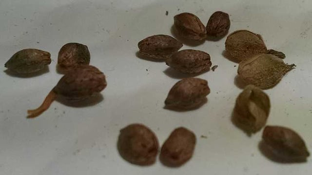 High Quality Seeds