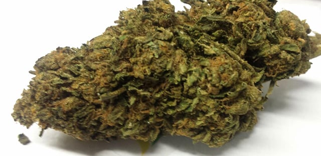 Animal Cookies