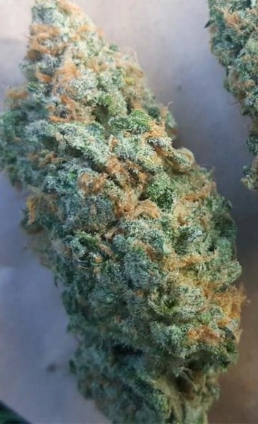 Mendocino Purps