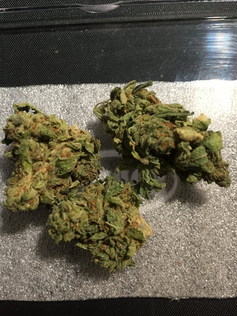 Gelato (Indoor Organic)