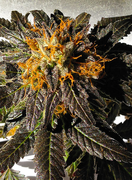 Phantom Cookies Seeds