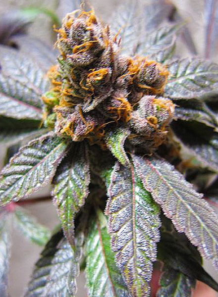 Med USA Clone