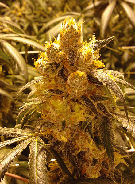 Bay Dream Seeds