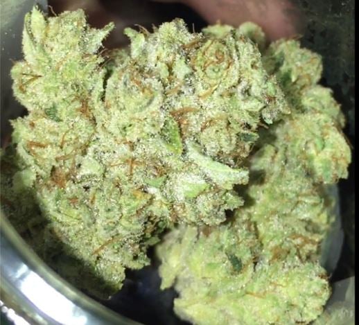 Gorilla Glue #4 -(Hydro)