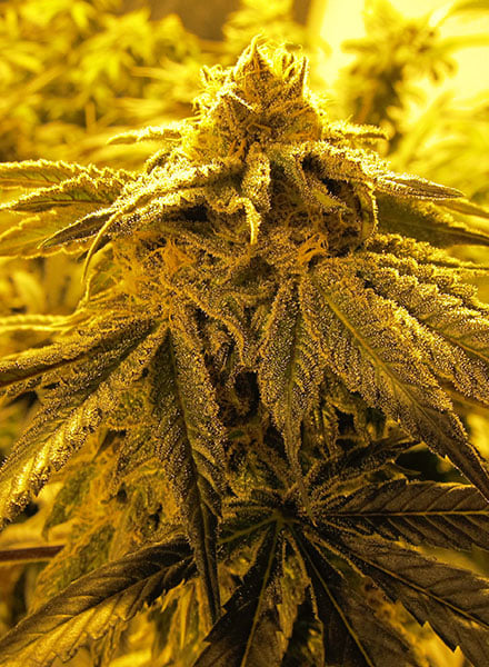 Blue Dream Clone