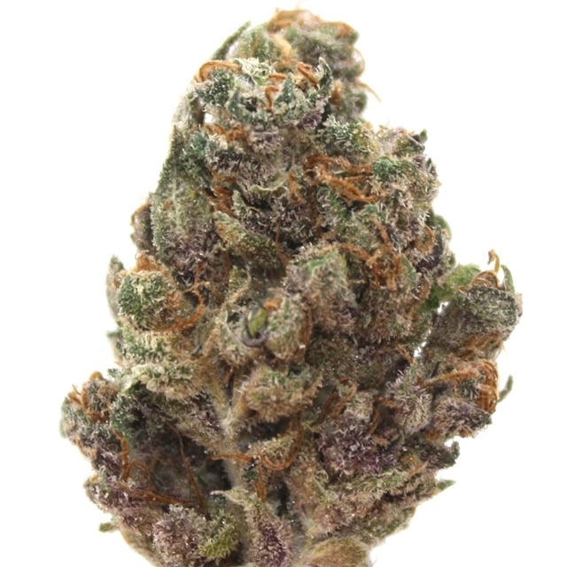 GSC Budlets