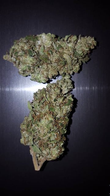 Golden Graham (indoor)