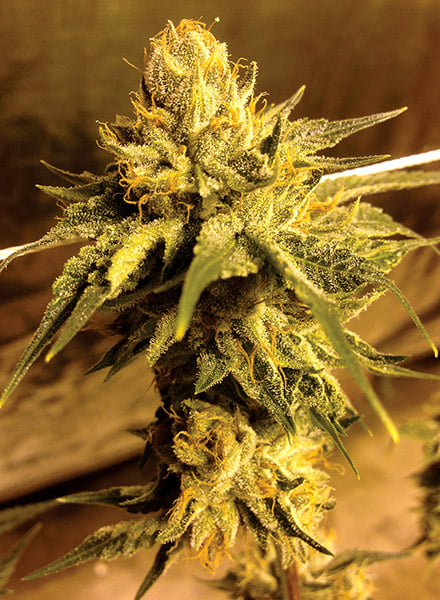 OG Kush Seeds