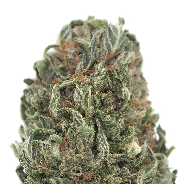 Blackberry Fire Outdoor